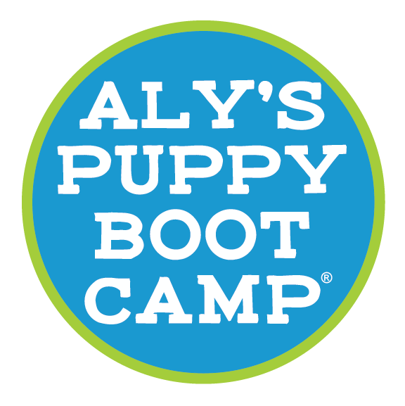 Aly's Puppy Bootcamp