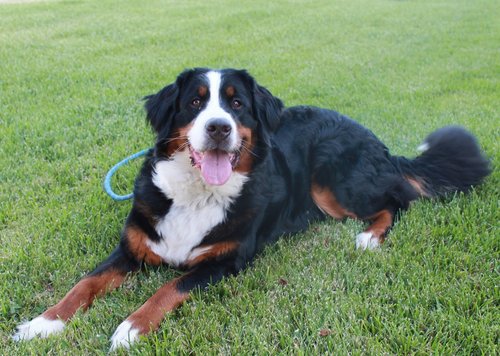 Emergency Dog Kit: Tips for Creating a Pet Disaster Kit