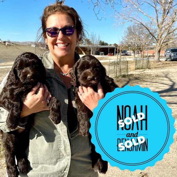 Noah and Benjamin both sold