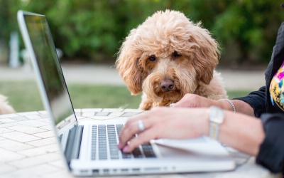 Pillar 4 Mastering Purpose Driven Activities for Training Dogs – Respect of Space