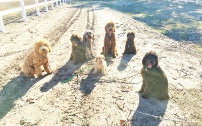 What are the Pillars?