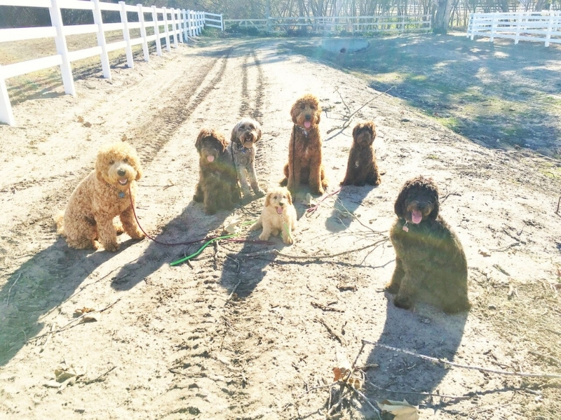 What are the Pillars?