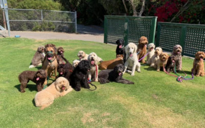 Top tips to get your dog to stop jumping, nipping and mouthing