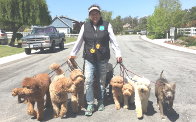 3 Easy Tips to Stop a Dog From Pulling on a Leash