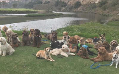 Living With a Trained Service Dog: Meet Archie and Lily