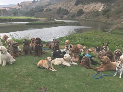 DOG TRAINING & Manners & Socialization (Diamond Dog Package) Calm puppy outside