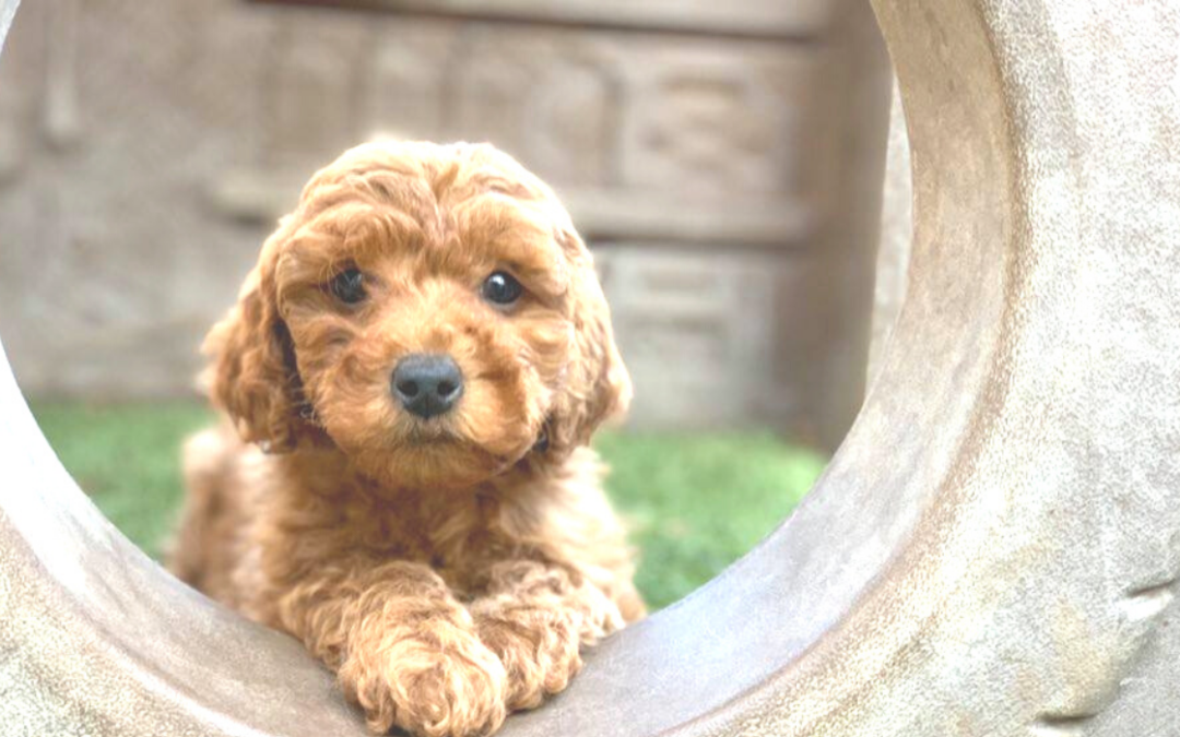 A day in the life of learning at Aly’s Puppy Boot Camp…