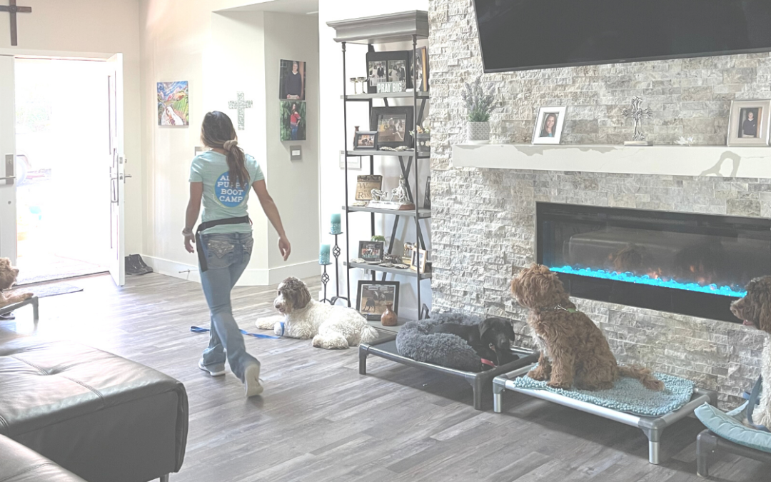 Indoor activities with your pooch