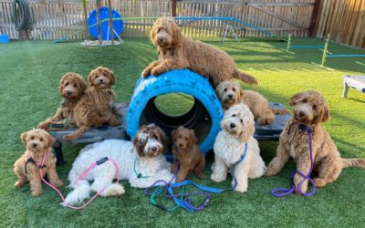 Pillar 5 The Human Component of Training Dogs