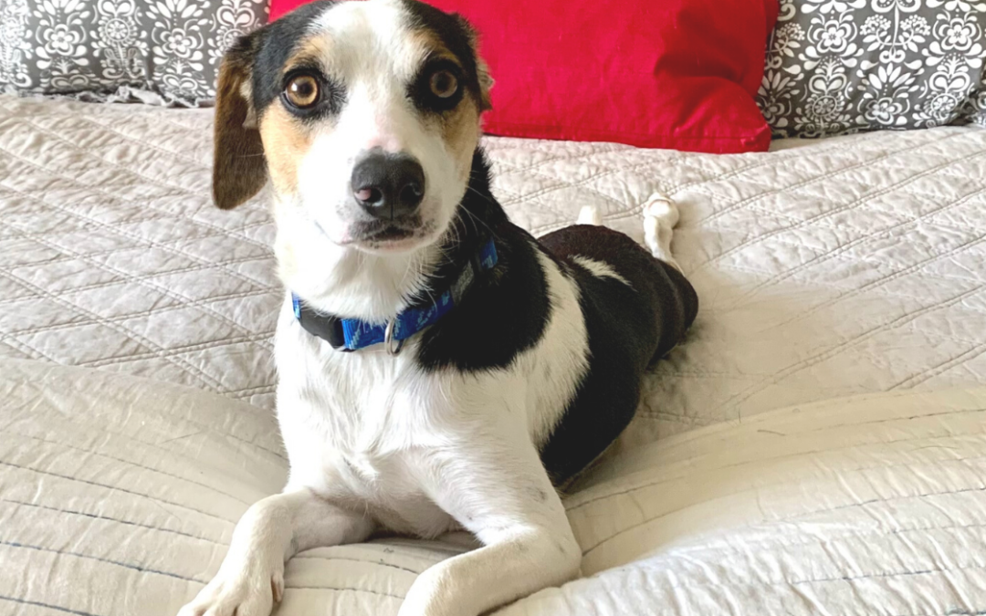 Should You Let Your Dog Sleep in Your Bedroom? (answer: in the future)