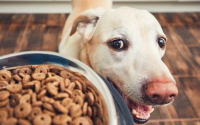 How to teach your dog about Feed Time
