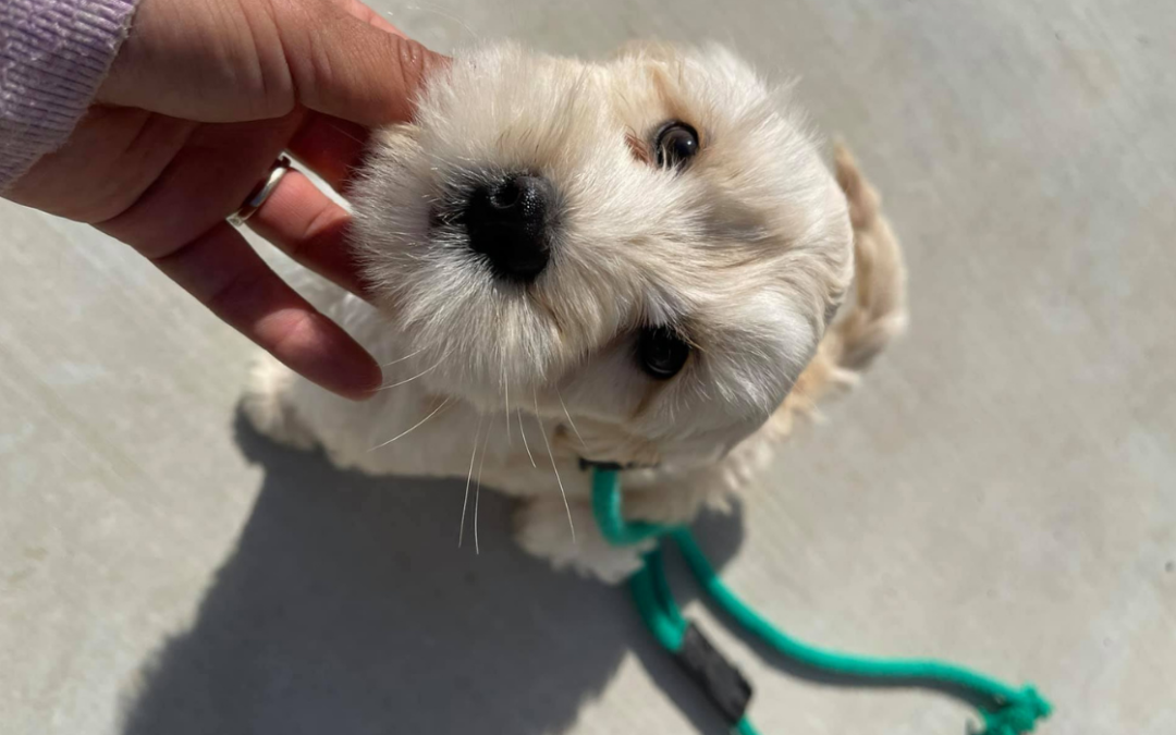 There’s More to Motivation than Treats or Praise…..