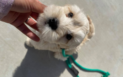 There’s More to Motivation than Treats or Praise…..