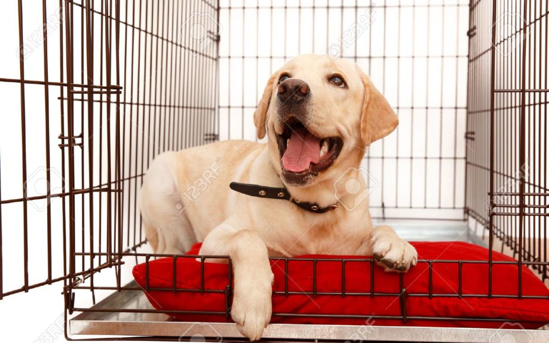 What does OUT OF CRATE TIME activities look like for a PUPPY?