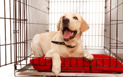 What does OUT OF CRATE TIME activities look like for a PUPPY?