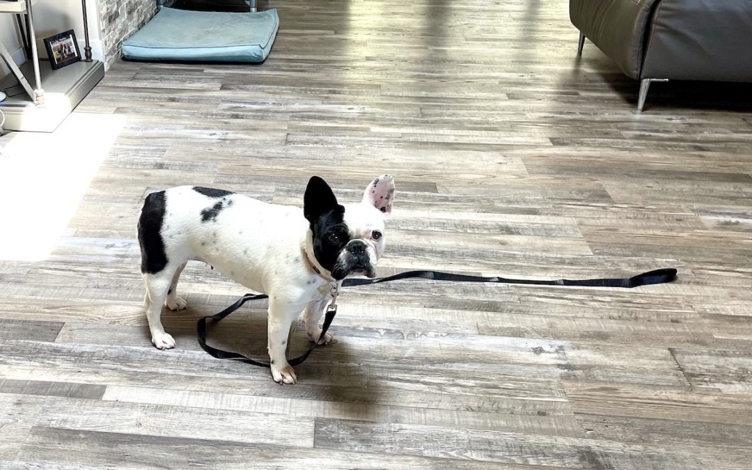 Rain, Sleet or Snow, for a walk you can go, INSIDE! (updated Dec 2022)