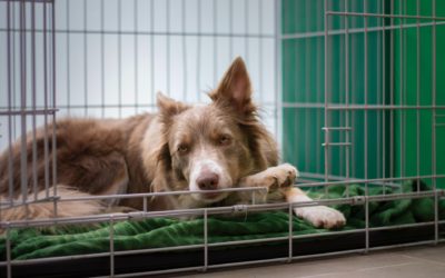 My Pooch is BARKING & WHINING in the CRATE