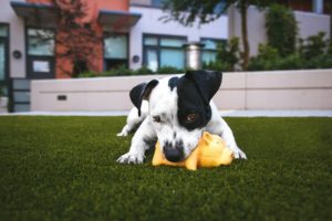 dog chewing on toy