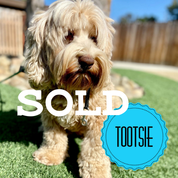 Dogs for sale 600 x 600-2