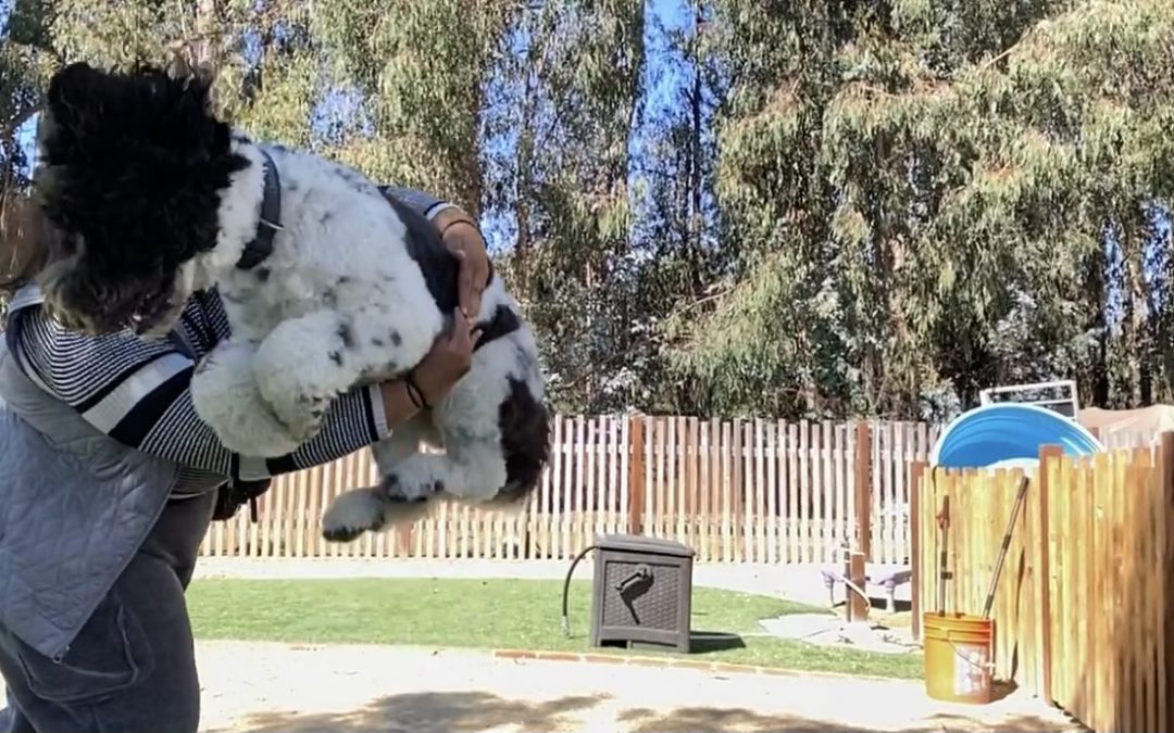 Treats for Tricks: The Hop Over Progression