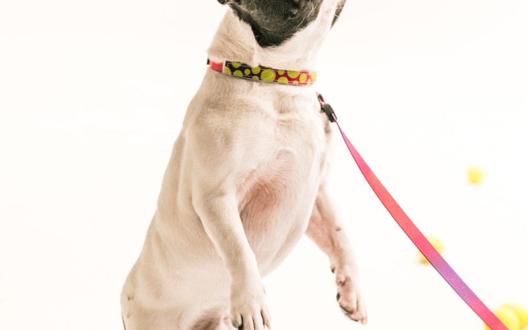 Everything you need to know about dog collars