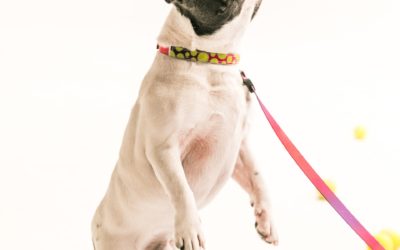 Everything you need to know about dog collars