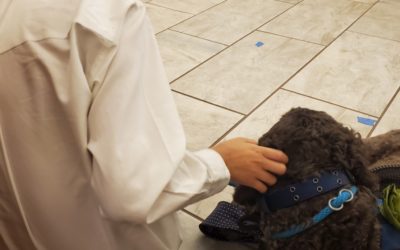 The Magic of a Trained Service Dog: Stories of Companionship