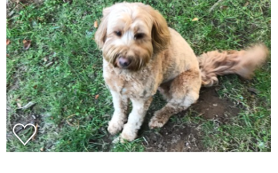 Living With a Trained Dog: Meet Some of Our Families