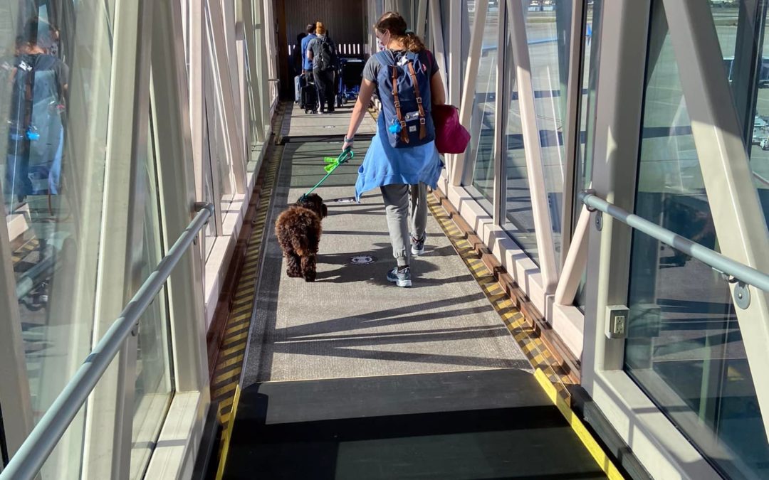 Living with a Trained Dog: Meet Rosin