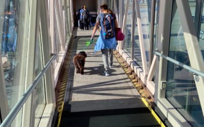 Living with a Trained Dog: Meet Rosin