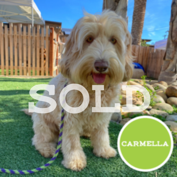 Untitled (600 x 600 px)-12