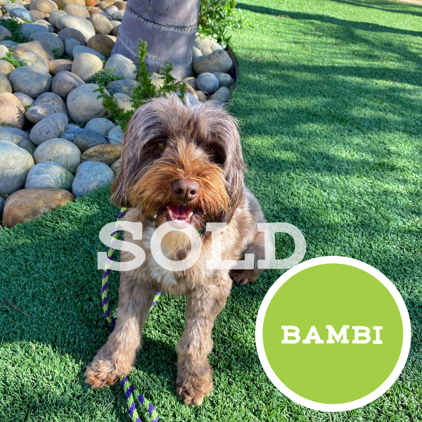 Untitled (600 x 600 px)-16