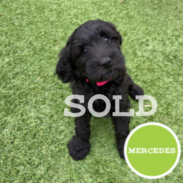 Untitled (600 x 600 px)-18