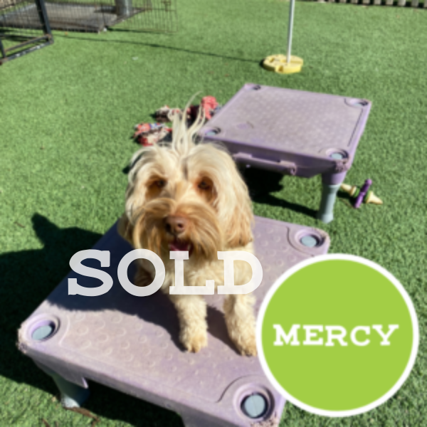 Untitled (600 × 600 px)-3