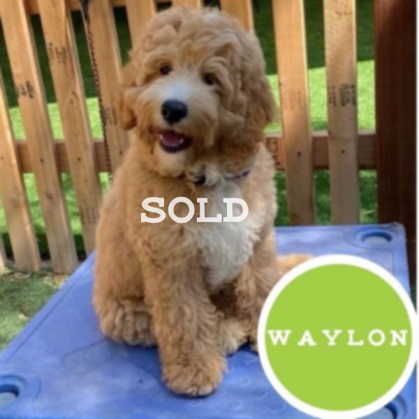 Sold (600 × 600 px)