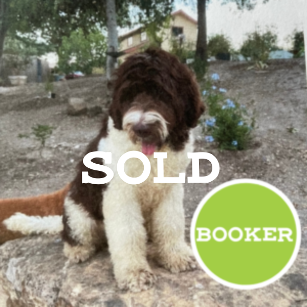 Untitled (600 × 600 px)-11