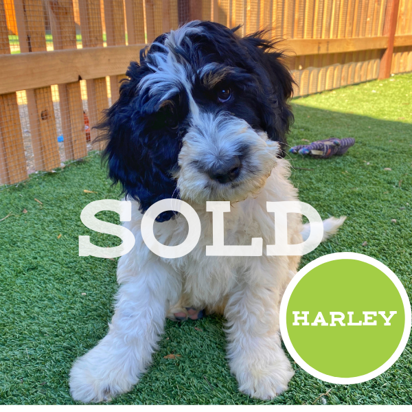 Untitled (600 × 600 px)-14