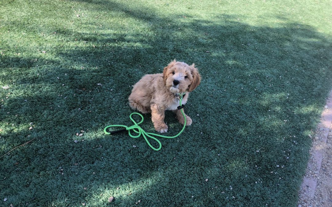 Pillars of Pack Leadership: Pillar 3 Mastering Purpose Driven Activities