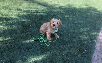 How to Find the Perfect Dog for your Family