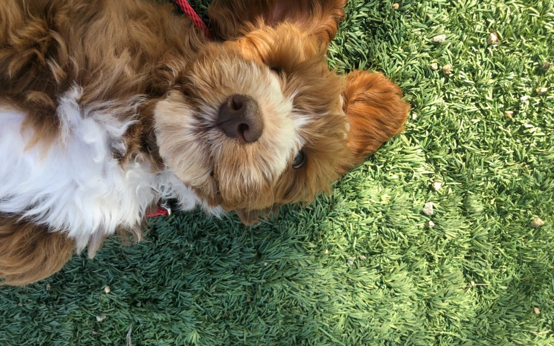 Does Your Dog Have What it Takes to be  Working Dog?