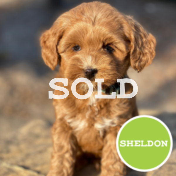 Sold-12