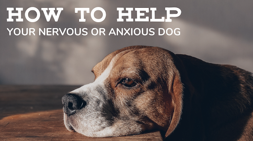 How to Help Anxious and Nervous Dogs