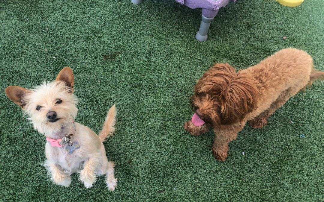 How to Train a Puppy