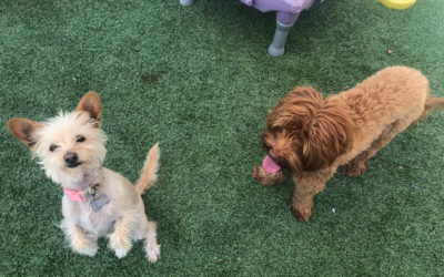 Pillar 3: Mastering Purpose Driven Activities PLAY