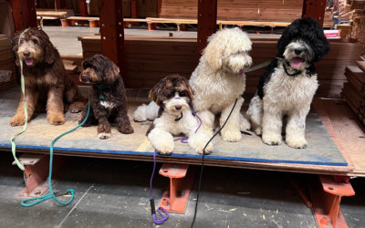 Pillar 3: Mastering Purpose Driven Activities for Training Dogs, Place