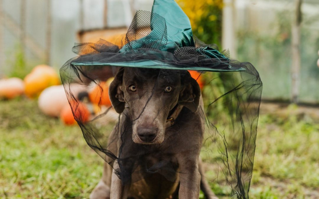 Dog Tricks for Treats: The Hop Over Progression