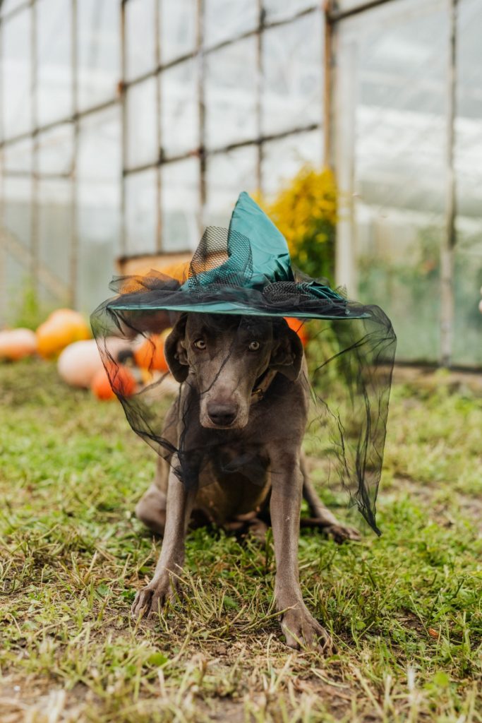dog halloween