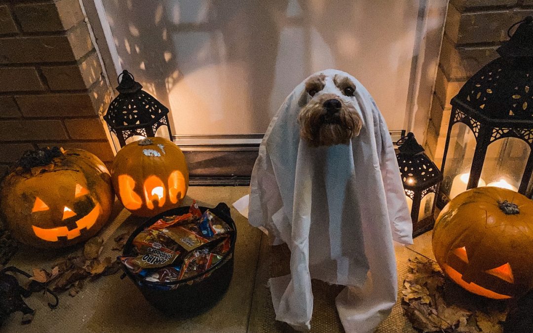 Dog Tricks for Treats – The Leg Weave