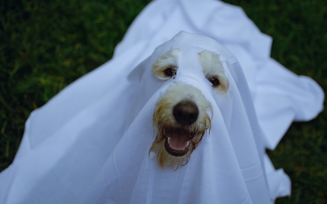 Dog Tricks for Treats – Twinkle Toes