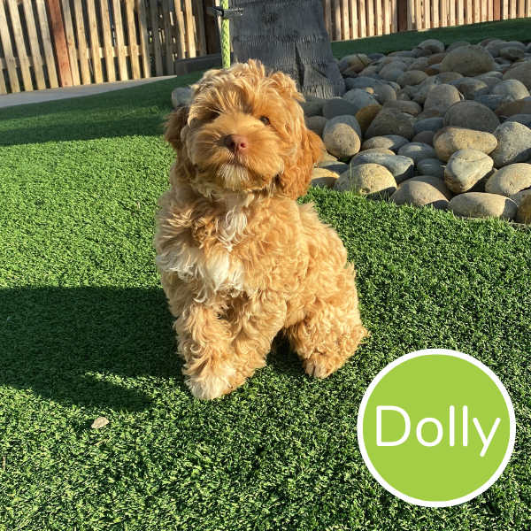 Dolly